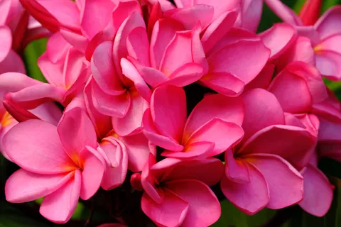 雞蛋花 4K桌布 · flowers · 3840×2560