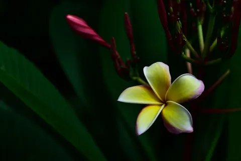 雞蛋花 4K桌布 · flowers · 3840×2563
