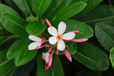 Frangipani 4K-achtergrond · flowers · 3840×2560