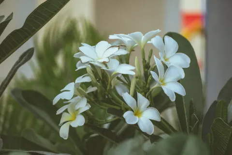 雞蛋花 4K桌布 · flowers · 3840×2560