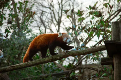 Fond d'écran Renard 4K · animals · 3840×2560