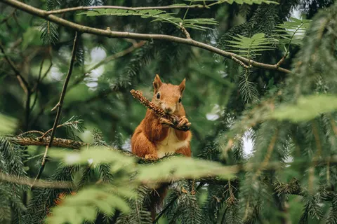 Fondo de pantalla Zorro 4K · animals · 3840×2560