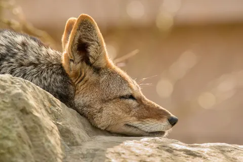 狐狸 4K壁纸 · animals · 3840×2563