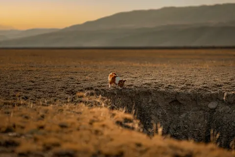 Fond d'écran Renard 4K · animals · 3840×2561