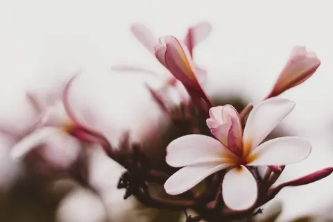 雞蛋花 4K桌布 · flowers · 3840×2560
