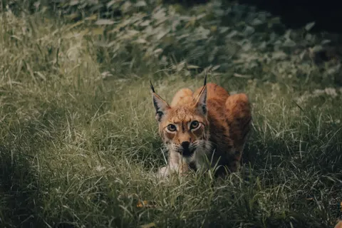 여우 4K 배경화면 · animals · 3840×2560