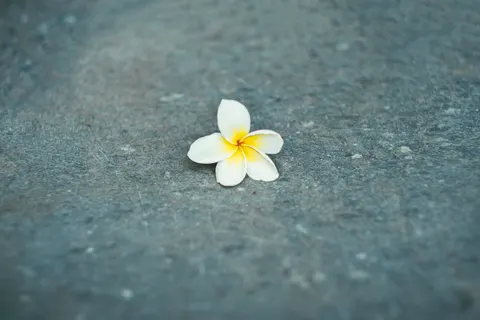 雞蛋花 4K桌布 · flowers · 3840×2560