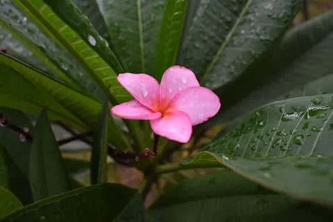 雞蛋花 4K桌布 · flowers · 3840×2560