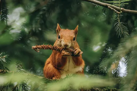 Fondo de pantalla Zorro 4K · animals · 3840×2560