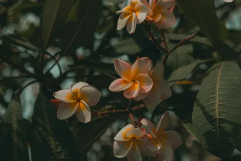 雞蛋花 4K桌布 · flowers · 3840×2560