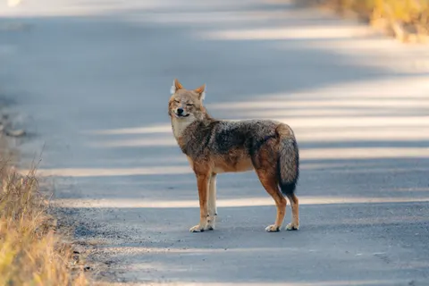 Fox 4K Wallpaper · animals · 3840×2560
