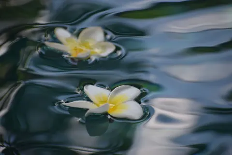雞蛋花 4K桌布 · flowers · 3840×2560