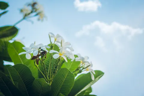 雞蛋花 4K桌布 · flowers · 3840×2560