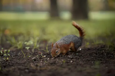 Fond d'écran Renard 4K · animals · 3840×2560