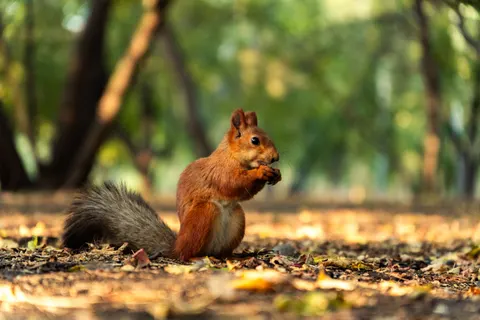 Обои Лиса 4K · animals · 3840×2560
