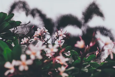 雞蛋花 4K桌布 · flowers · 3840×2560