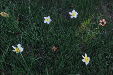雞蛋花 4K桌布 · flowers · 3840×2560