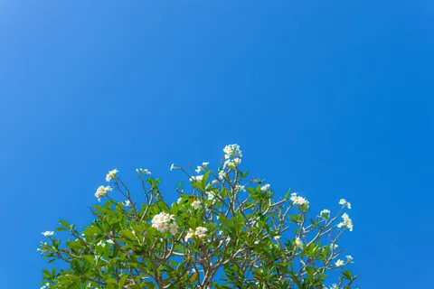 雞蛋花 4K桌布 · flowers · 3840×2560