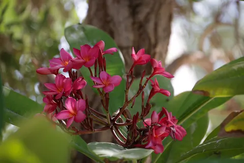 雞蛋花 4K桌布 · flowers · 3840×2561