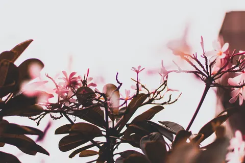 雞蛋花 4K桌布 · flowers · 3840×2560