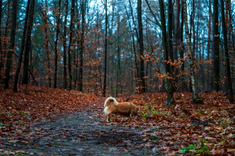 Fuchs 4K Hintergrundbild · animals · 3840×2560