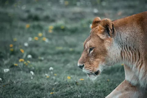 Fond d'écran Lion 4K · animals · 3840×2563