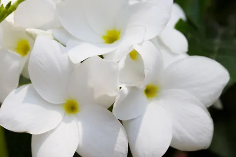 雞蛋花 4K桌布 · flowers · 3840×2560