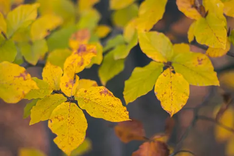 Herfstbladeren 4K-achtergrond · flowers · 3840×2560