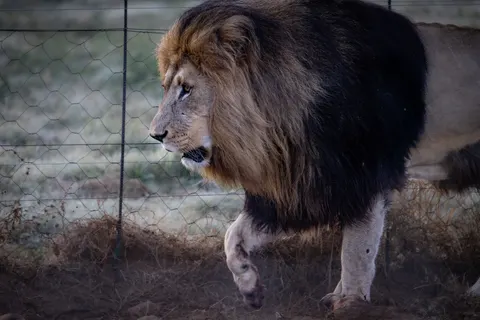 Fond d'écran Lion 4K · animals · 3840×2561