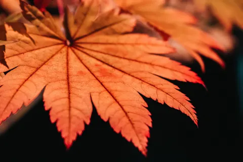 Autumn Leaves 4K Wallpaper · flowers · 3840×2560