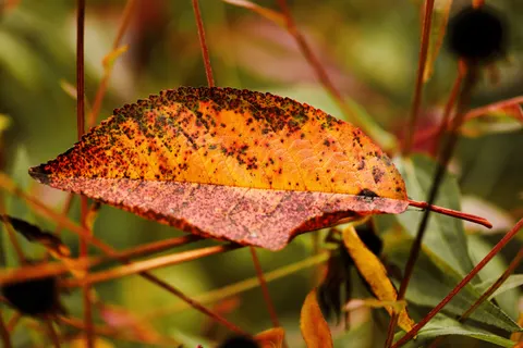 Autumn Leaves 4K Wallpaper · flowers · 3840×2560