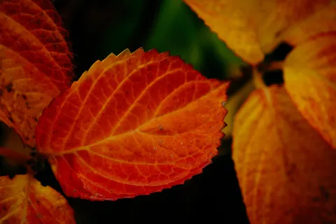 والپیپر برگ‌های پاییزی با کیفیت 4K · flowers · 3840×2560