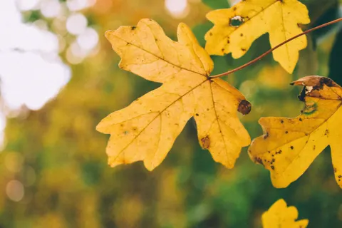 Fond d'écran Feuilles d'automne 4K · flowers · 3840×2560