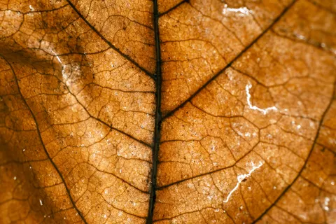 Autumn Leaves 4K Wallpaper · flowers · 3840×2560