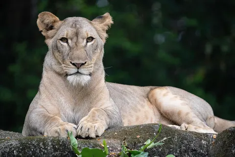 Löwe 4K Hintergrundbild · animals · 3840×2560