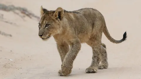 Löwe 4K Hintergrundbild · animals · 3840×2160