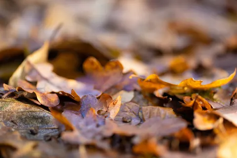 Fond d'écran Feuilles d'automne 4K · flowers · 3840×2560