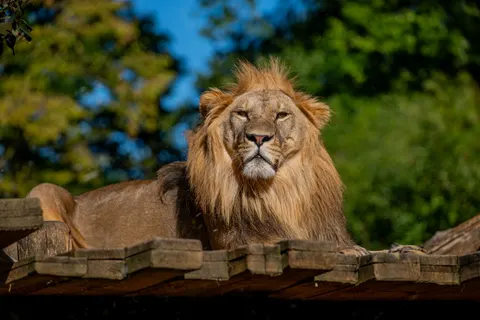 Lion 4K Wallpaper · animals · 3840×2560