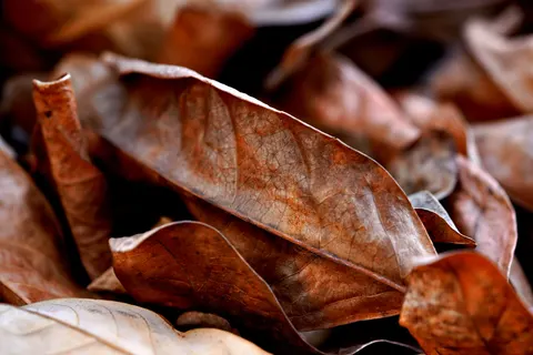 Herfstbladeren 4K-achtergrond · flowers · 3840×2561