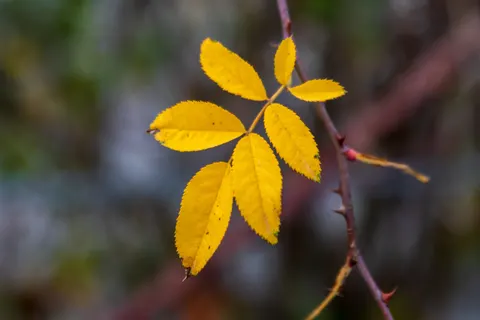 Autumn Leaves 4K Wallpaper · flowers · 3840×2560