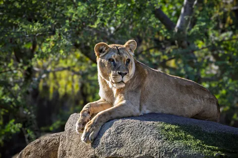 Fond d'écran Lion 4K · animals · 3840×2560