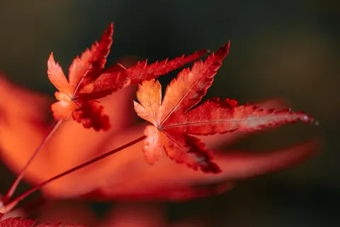 Fond d'écran Feuilles d'automne 4K · flowers · 3840×2560