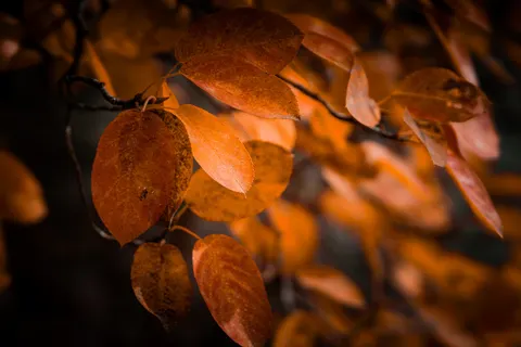 والپیپر برگ‌های پاییزی با کیفیت 4K · flowers · 3840×2560