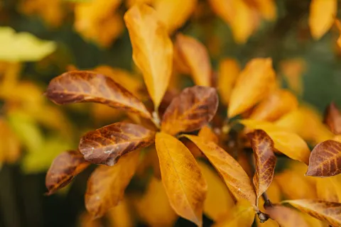 والپیپر برگ‌های پاییزی با کیفیت 4K · flowers · 3840×2560