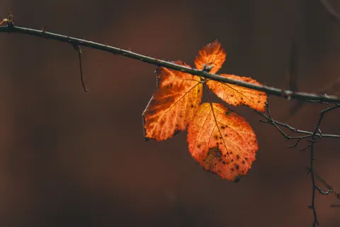 Autumn Leaves 4K Wallpaper · flowers · 3840×2560