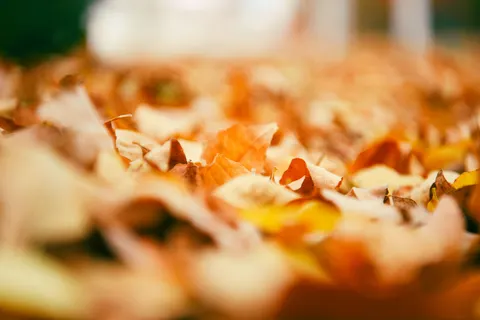 Herfstbladeren 4K-achtergrond · flowers · 3840×2560