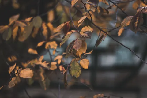 والپیپر برگ‌های پاییزی با کیفیت 4K · flowers · 3840×2560