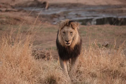 Fond d'écran Lion 4K · animals · 3840×2560