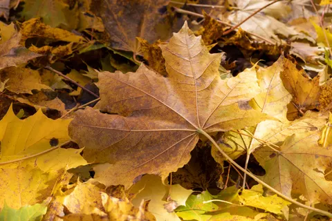 Autumn Leaves 4K Wallpaper · flowers · 3840×2560