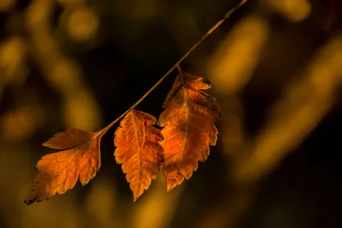 والپیپر برگ‌های پاییزی با کیفیت 4K · flowers · 3840×2560